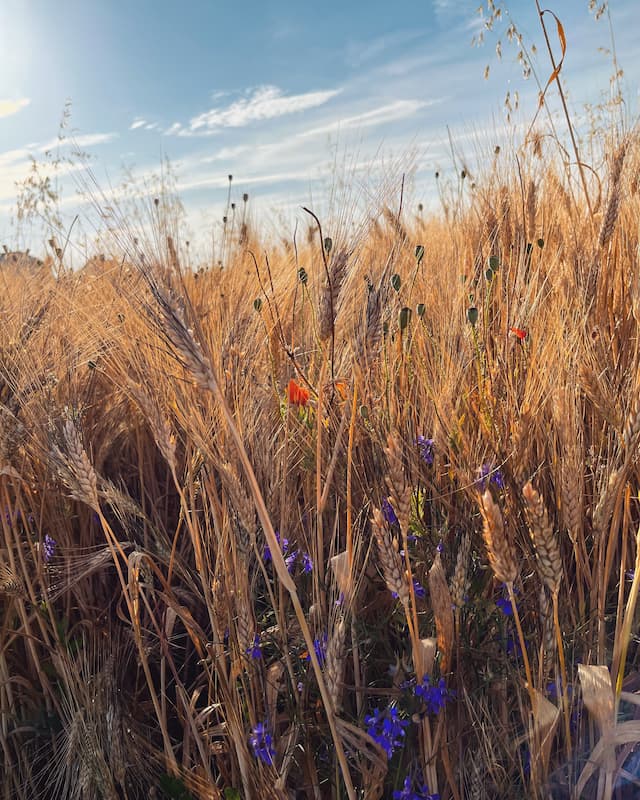 Natur Tamara Huber Beratung - Tamara Huber Psychotherapie