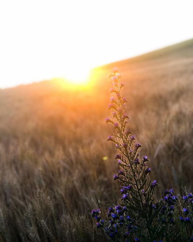 Natur Tamara Huber Supervision - Tamara Huber Psychotherapie