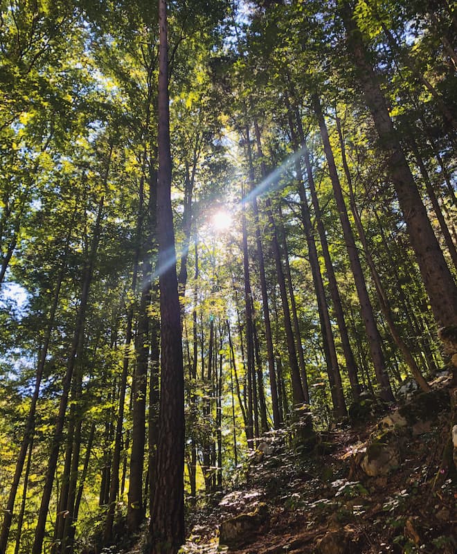 Natur Tamara Huber Walk & Talk - Tamara Huber Psychotherapie